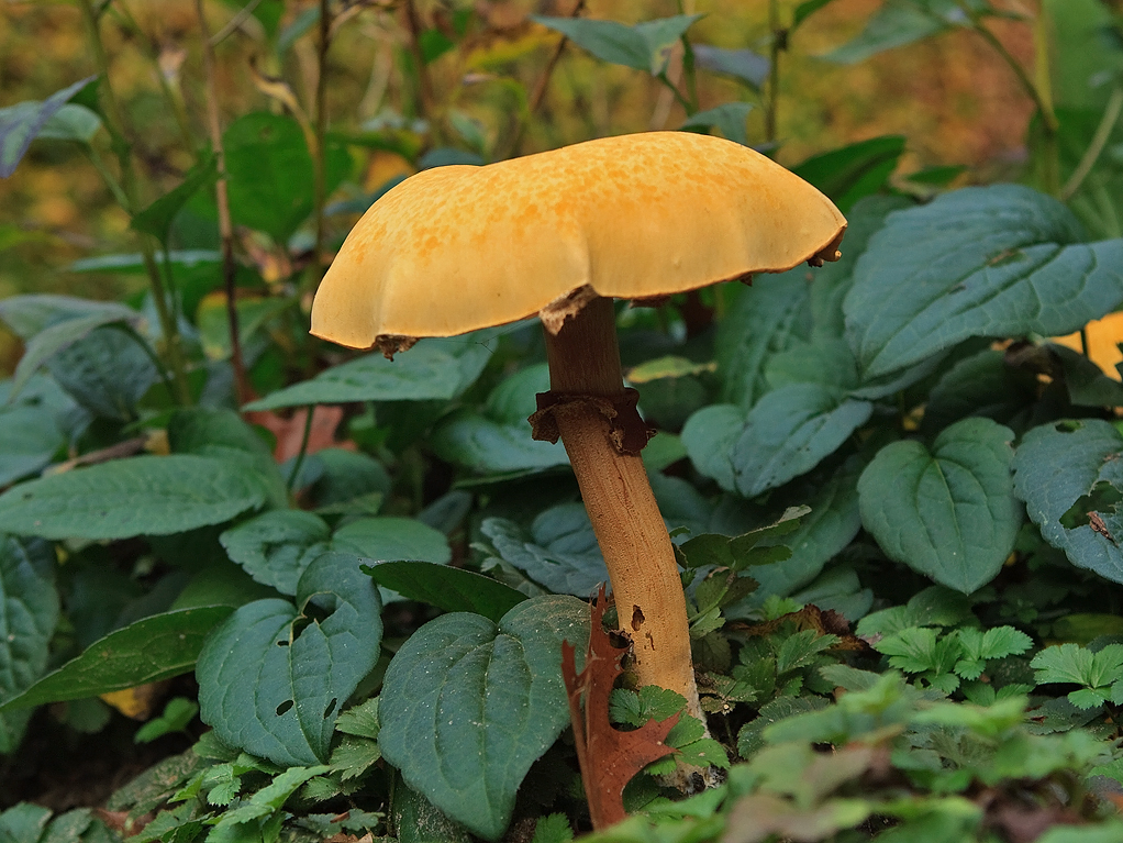 Phaeolepiota aurea Golden cap Goudhoed